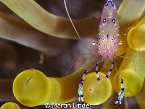 Anemone shrimp shot near the Wakatobi islands in Indonesi... by Martin Linder 